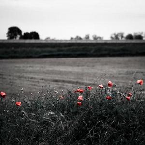 狗和人性胶能行吗
