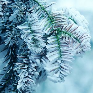 狗和人性胶能行吗
